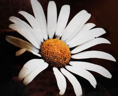 Daisy Time