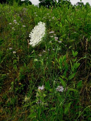 Queen Ann Lace sourrounded by Bergamot Flowers