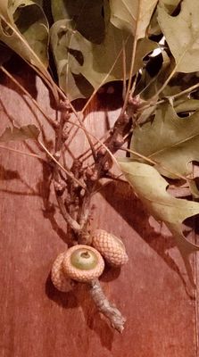 Oak leaves and a cluster of acorns