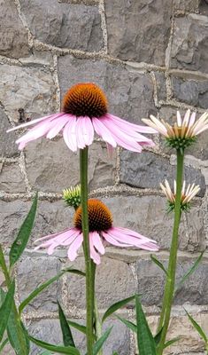 Pale Cone Flowers