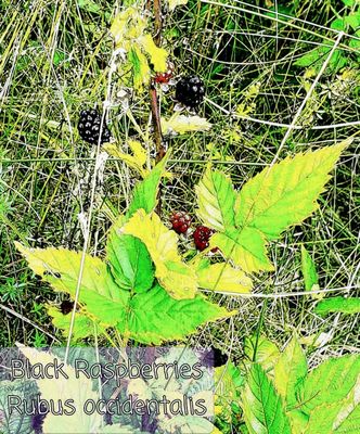 Black Raspberries growing at the edge of the woods