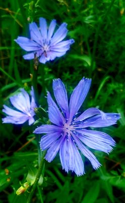 Endive chicory - Cichorium endivia L.