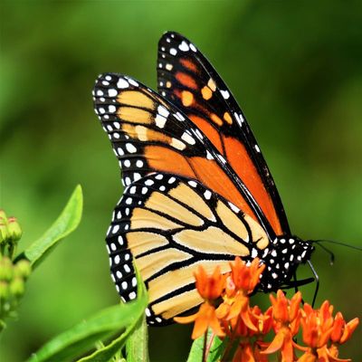  Butterfly  Luncheon