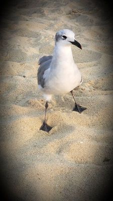A Laughing gull came to visit