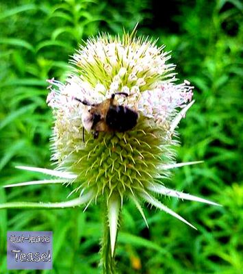 Cut-leaf Teasel. Dipsacus laciniatus