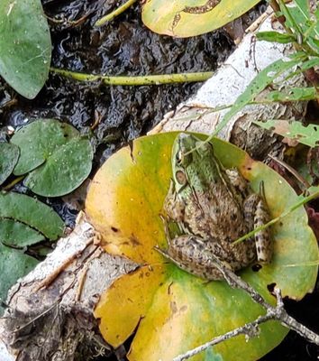 aquatic_growth_and_life