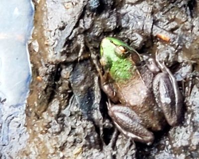small_critters__frogs_snakes