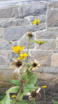 Wallflowers