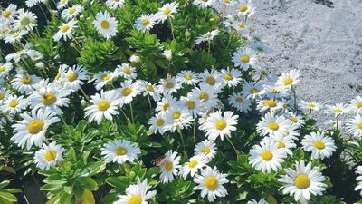 Shasta daisies and painted ladies butterflies