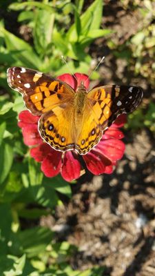butterflies_moths__insects