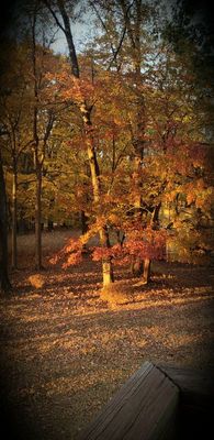 A glorious view from the house into the back yard