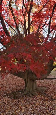 A most appealing fall coloring