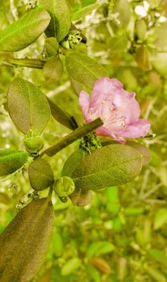 Very late blooming azalea