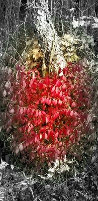 Fire in the bushes