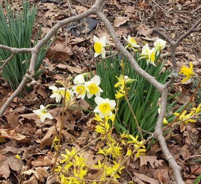 Daffies in our yard