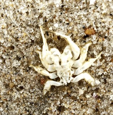 aquatic_growth_and_life
