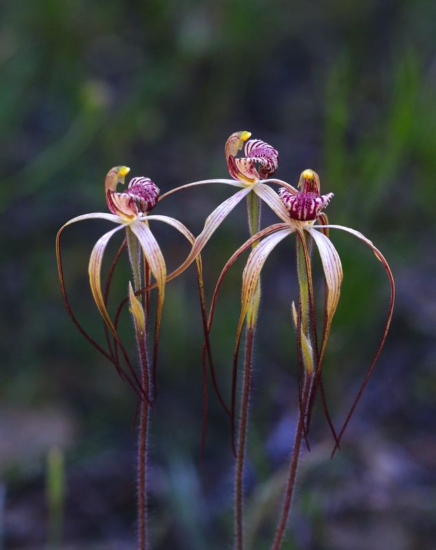 Drooping Spider Orchid.