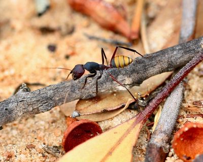Camponotus aurocinctus The Ant With The Golden Bum. 