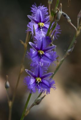 Mallee Fringe Lily. Thysanotus baueri