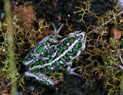 Motorbike Frog. Manjimup Western Australia.