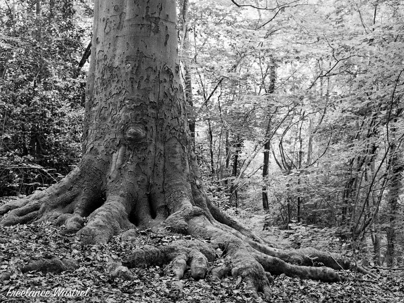 Tree roots, Carr Wood