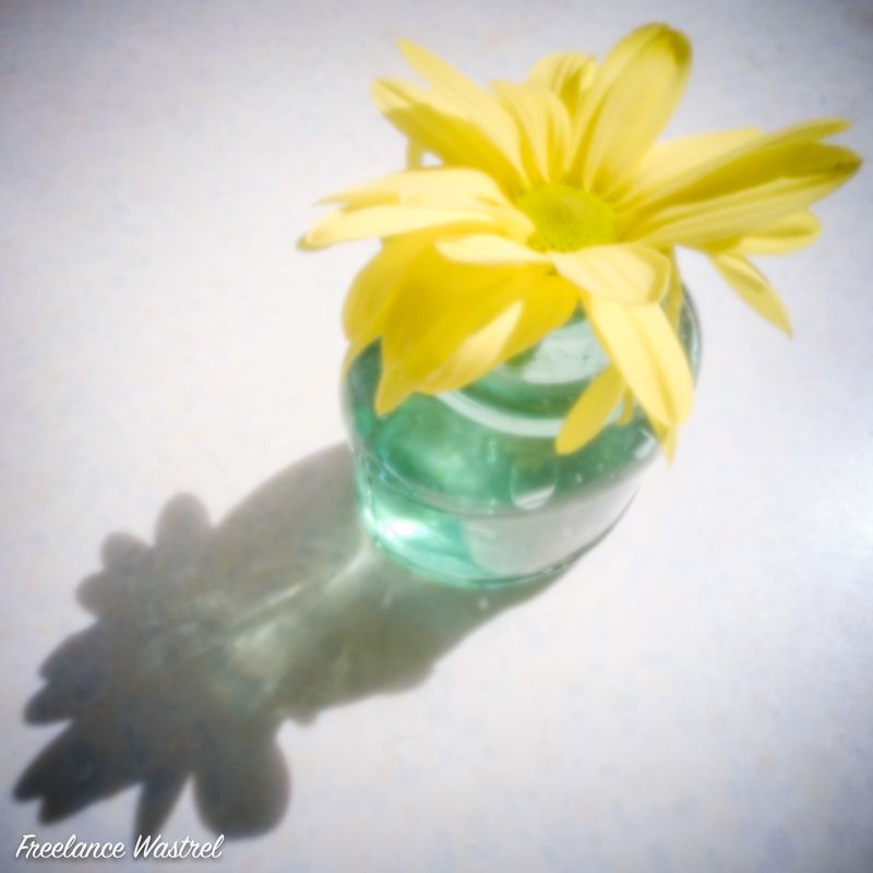 Chrysanthemum