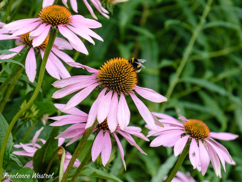 Purple Coneflower (Echinacea Purpurea)-20190801b