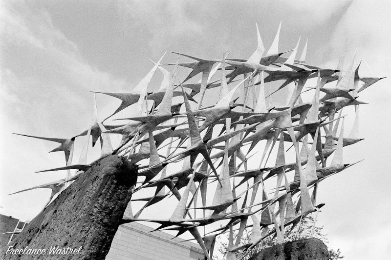 Birds by Malcolm Robertson