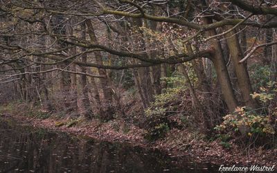 Cromford Canal, November 2007