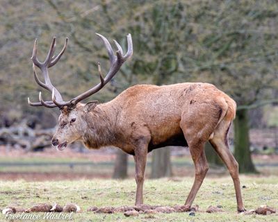 Red deer stag, Wollaton Park