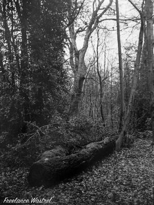 Fallen tree, Carr Wood