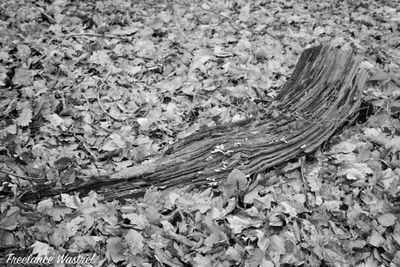 Log with fungus, Carr Wood
