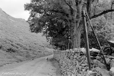 Lone sheep, Mouldry Bank, Coniston