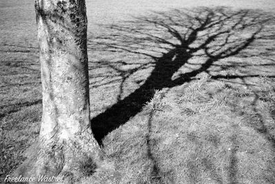Tree shadow, Crossley Park