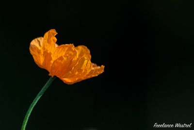 Welsh poppy (Meconopsis cambrica)