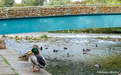 Mallard ducks and love locks, Bakewell