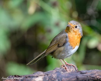 European robin (Erithacus rubecula)