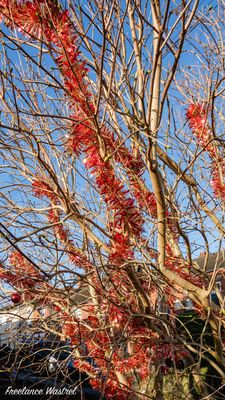 Tinsel Tree, New Year's Day 2024