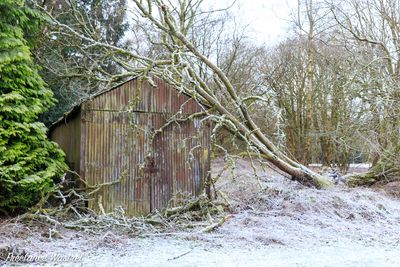 Fallen Tree, Shipley Park, January 2025