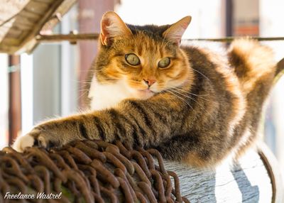 Ariel, my fave Kitty!
