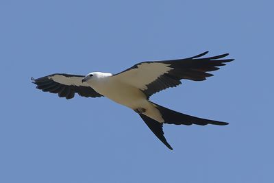 _K8A6108-DeNoiseAI-clear.jpg