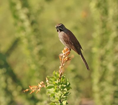 5 striped sparrow