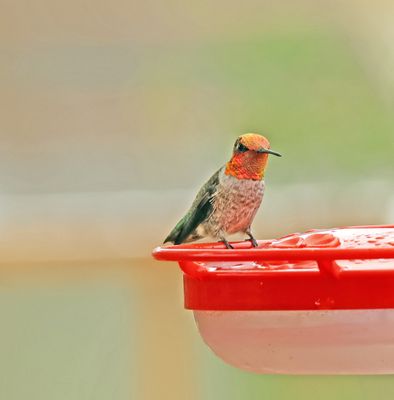 annas hummingbird.jpg