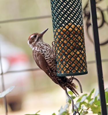 Arizona woodpecker.jpg