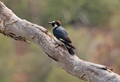 acorn woodpecker.jpg