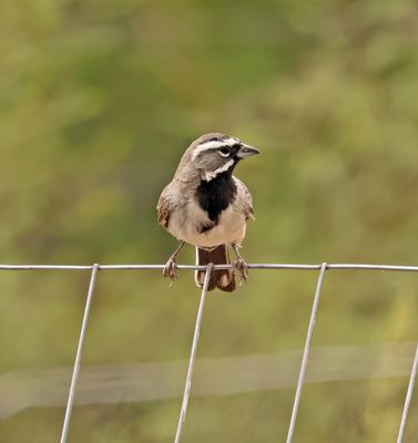 black-throated sparrow.jpg