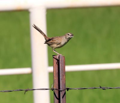 Botteris sparrow.jpg