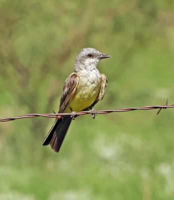 western kingbird