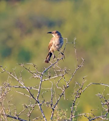 curve billed thrasher 2.jpg