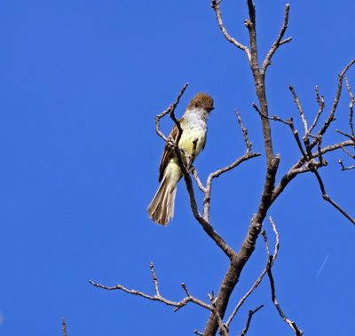 dusky capped flycatcher.jpg